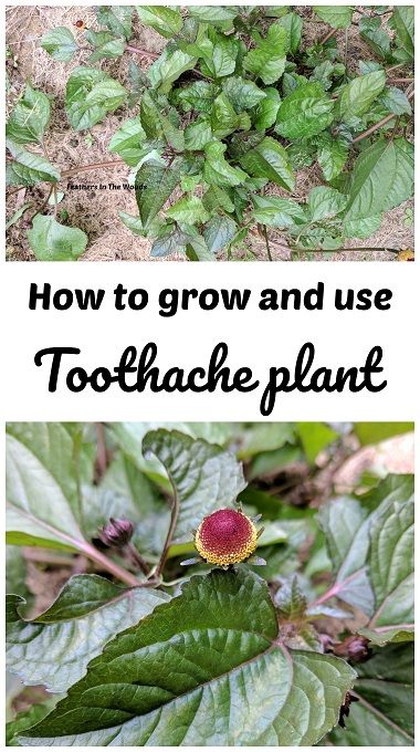 How to grow and use Toothache plant, how to harvest and use the flowers for mouth pain. Toothache Plant, Medicinal Herbs Garden, Oral Health Care, Wild Plants, Unique Plants, Healing Herbs, Be Natural, Growing Herbs, Medicinal Herbs