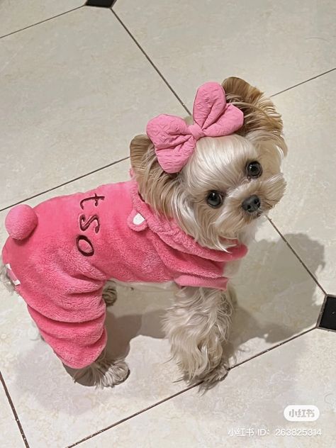 Yorkie Clothes, Perro Shih Tzu, Cute Small Dogs, Puppy Mom, Dog Mommy, Spoiled Dogs, Cute Animals Puppies, Cute Little Puppies