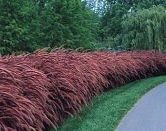 Red Fountain Grass, Ornamental Grass Landscape, Pennisetum Setaceum, Mexican Feather Grass, Pink Pampas Grass, Perennial Grasses, Ornamental Grass, Fountain Grass, Grasses Landscaping