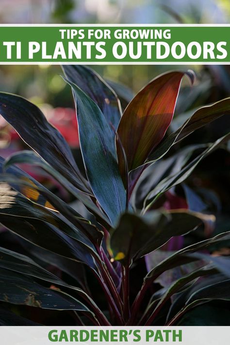 Whether grown as a solitary specimen or as a mass of accent plantings, Hawaiian ti plants are beautiful tropical additions to the landscape. Capable of flaunting a variety of vibrant colors, Cordyline fruticosa is easy to care for. Learn more about cultivating these beauties in the landscape. #tiplants #gardenerspath Gardening In Hawaii, Hawaiian Plants Tropical Gardens, Fast Growing Tropical Plants, Cordyline Varieties, Hawaiian Ti Plant, Hawaiian Ti Plants, Cordyline Fruticosa, Ti Plant, Vegetable Benefits