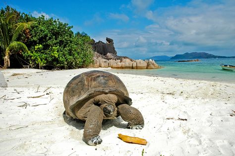 Variety Cruises: Seychelles—Mahe, Seychelles. #Jetsetter Turquoise Nature, Seychelles Travel, Sky Colour, Seychelles Islands, Giant Tortoise, Tortoise Turtle, Water Adventure, White Sea, Summer Sky