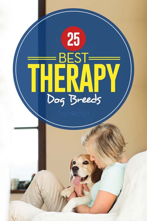 Therapy dogs have really burst onto the scene in the last few years. Traditionally, people would mainly see therapy dogs assisting the blind, but there are several more uses for them these days. This best therapy dog breeds list contains the most popular therapy dogs that come in different shapes and sizes, and bred and trained for different purposes. #therapy #animals #dogs #pets Therapy Dogs Breeds, Friendly Dog Breeds, Guard Dog Breeds, Therapy Dog Training, Top Dog Breeds, Dog Breeds List, Dog Pool, Emotional Support Dog, Frozen Dog