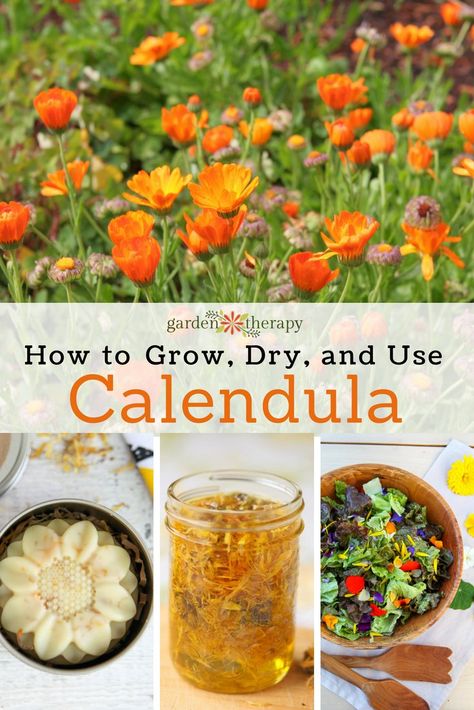 Calendula Garden, Medicinal Herbs Garden, Garden Therapy, Magia Das Ervas, Types Of Herbs, Herb Garden Design, Herb Gardening, Herbal Recipes, Herbal Apothecary