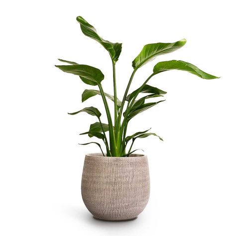 Plants With White Background, Plant With White Background, Banana Plant Indoor, Plants White Background, Plant White Background, Light Green House, White Bird Of Paradise, Strelitzia Nicolai, Strelitzia Reginae