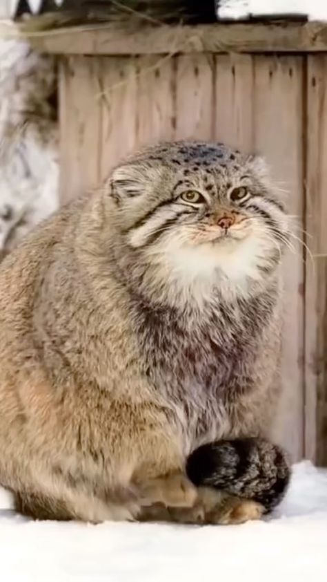 Pallas Cat, Pallas's Cat, Cute Animal Quotes, Live Animals, Feral Cats, Fluffy Cat, Cute Wild Animals, Cat Sitting, Cute Animal Pictures