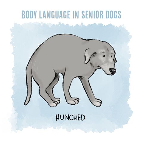 Understanding Dog Body Language in Senior Dogs | BeChewy Dog Yawning, Dog Pants, Dog Body Language, Dog Urine, Dog Poses, Fancy Dog, Dog Ages, Senior Dogs, Paw Pads