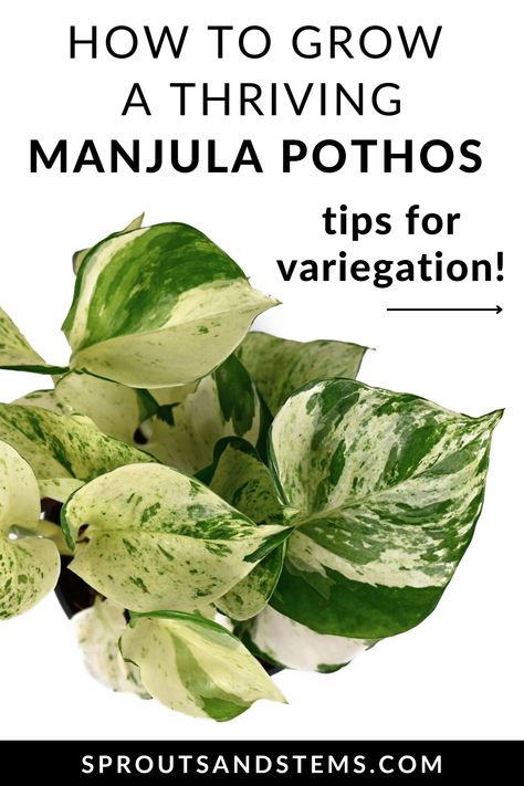 Pothos In Water, Manjula Pothos, Pothos Plant Care, Planting Vines, Plant Care Houseplant, Inside Plants, Pothos Plant, Potted Houseplants, Easy Care Plants