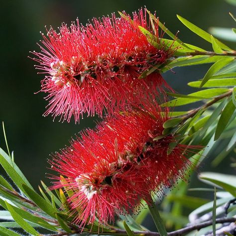 Bottlebrush Plant, Australian Native Garden, Australian Flowers, Australian Native Flowers, Australian Plants, Beautiful Flowers Photography, Garden Angels, Seed Catalogs, Unusual Flowers