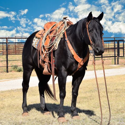 Quarter Horses For Sale, Working Cow Horse, Aqha Horses, Ranch Horse, Western Stuff, Cowboy Ranch, Cattle Ranch, Ranches For Sale, Victorian Paintings