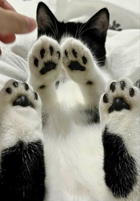 Cat Paws Aesthetic, Kitty Paws, Silly Cats Pictures, Cute Cats Photos, Silly Animals, Funny Cute Cats, Cute Cats And Dogs, Cat Paws, Silly Cats