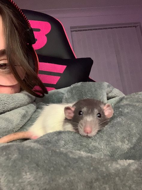 Dumbo Rat, Baby Rats, Cute Rats, Cute Pets, Pet Rats, Gorillaz, Rodents, Anime Chibi, Rats