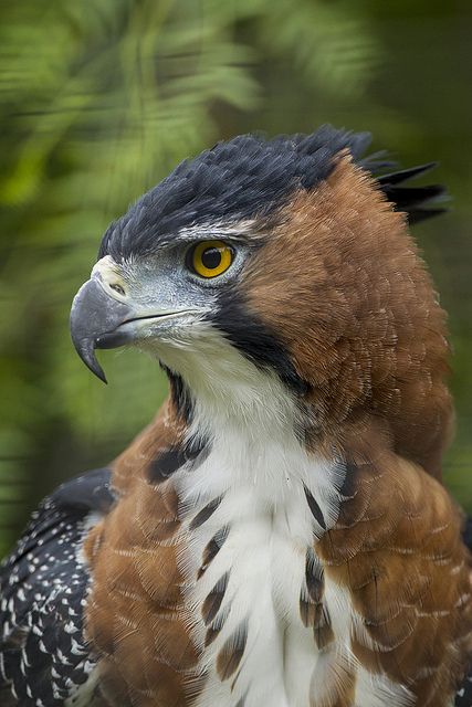 Ornate Hawk Eagle, Regard Animal, Hawk Eagle, Regnul Animal, Animal Reference, Bird Of Prey, Kinds Of Birds, The Eagles, Exotic Birds