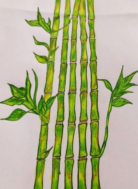 #Bamboos drawing #pencil art #colour pencil drawing #Baboos art painting #Pencil artwork #Pencil artwork #Pencil drawing #Trees artwork #Trees drawing #art #Artwork #Artist Art Colour Pencil, Bamboo Art Painting, Drawing Pencil Art, Trees Drawing, Drawing Trees, Colour Pencil Drawing, Trees Artwork, Artwork Pencil, Painting Pencil