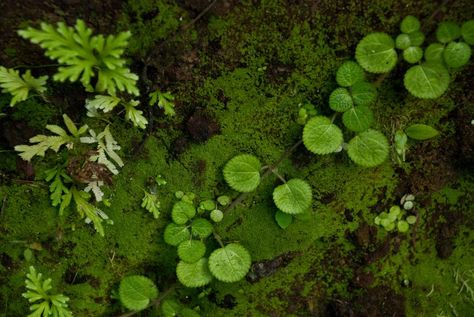 Forest Floor Plants, Forest Floor Art, Forest Floor Aesthetic, Forest Floor Photography, Forest Floor Illustration, Forest Floor Drawing, Forest Floor Painting, Swamp Aesthetic, Rainforest Floor