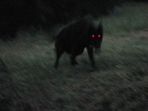 Black Shuck, Black Dog, At Night, We Heart It, Walking, Lost, Red, Black