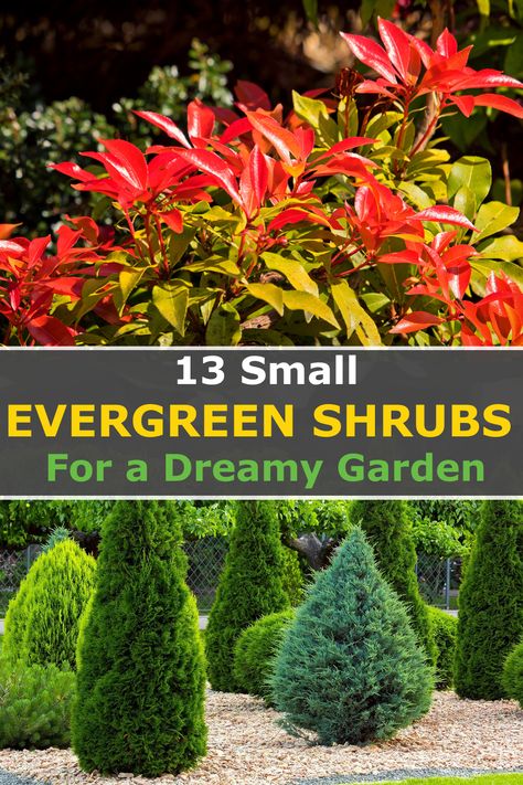 If you're looking to create a beautiful outdoor space, small evergreen shrubs can be an ideal choice for providing year-round color and texture. Besides, most of these evergreen shrubs can thrive in full sun while others prefer shade. So, if you want carefully chosen plants for your borders, and pots, or to brighten the front of your house then you'll love today's post. These plants will add beauty to your landscape design and are also low maintenance and require minimal pruning... Flower Garden Ideas Backyard, Evergreen Landscape Front Yard, Garden Ideas Indoor, Deck Gardening, Indoor Gardening Ideas, Ideas Backyard Patio, Garden Ideas Backyard, Full Sun Landscaping, Evergreens For Shade