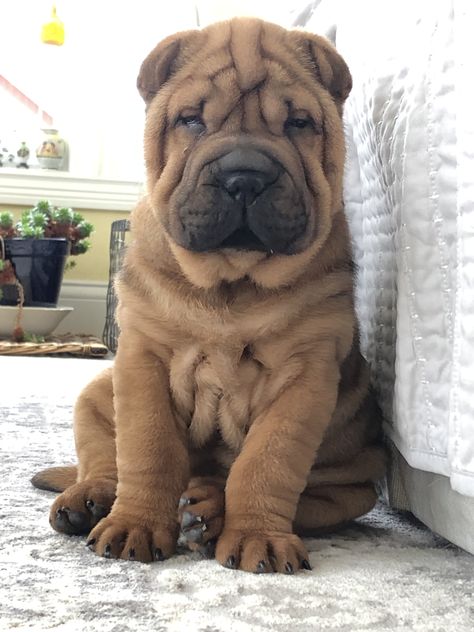 Wrinkly Dogs, Sharpay Dog, Sharpei Puppy, Fluffy Dog Breeds, Wrinkly Dog, Big Fluffy Dogs, Shar Pei Puppies, Chinese Dog, Shar Pei Dog