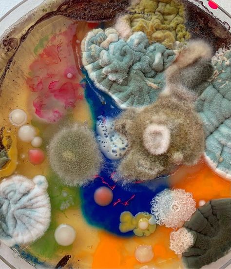 Artist Dasha Plesen combines molds, bacteria, spores, and other objects in petri dishes to create these colorful abstract Decay Art, Growth And Decay, Petri Dishes, Bio Art, Petri Dish, Abstract Photographs, Wow Art, A Level Art, Ap Art