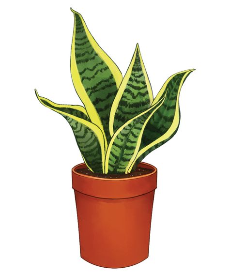 Growing Snake Plants Indoors - FineGardening Variegated Snake Plant, Big Snake, Sansevieria Cylindrica, Plant Room, Snake Plants, Full Sun Plants, Fine Gardening, Sun Plants, Container Gardens