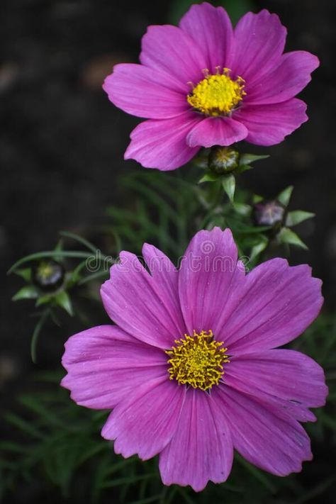 Purple Cosmos Flowers With Yellow Centers Blooming Stock Photo - Image of flower, centers: 185432798 Purple Cosmos Flower Tattoo, Purple Cosmos, Flower Refrences Photos, Purple Cosmos Flower, Photos Of Flowers, Flowers Reference Photo, Flower Garden Drawing, Lunar Flowers, Flower Chart