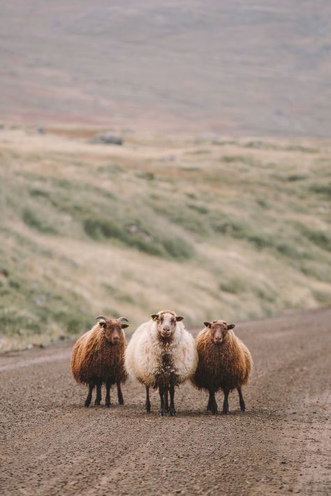 Abandoned Farmhouse, Icelandic Sheep, Sheep And Lamb, Cute Sheep, A Love Story, Jolie Photo, Animal Planet, Nature Aesthetic, Nature Animals