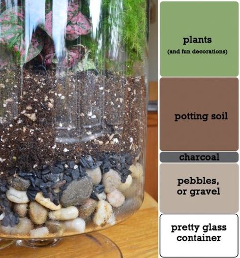 12 Extraordinary DIY Terrarium Ideas for You to Try at Home - Garden and Happy Terrarium Centerpiece, Open Terrariums, Diy Succulent Terrarium, Cactus Terrarium, نباتات منزلية, Indoor Gardens, Garden Terrarium, Terrarium Diy, Terraria