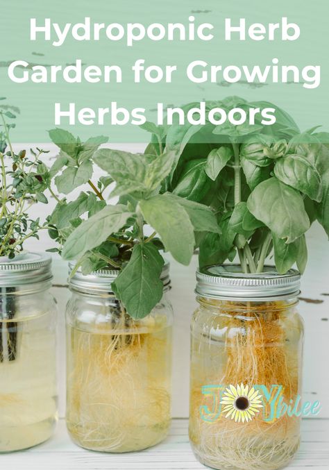 Hydroponic Herbs, Kratky Hydroponics, Hydroponic Gardening For Beginners, Kratky Method, Herbs To Grow Indoors, Hydroponic Herb Garden, Indoor Hydroponic Gardening, Green Onions Growing, Growing Vegetables Indoors