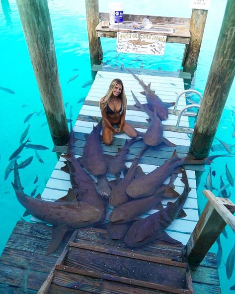 22 Great Pics to Improve Your Mood - Funny Gallery Bahamas Pictures, Las Bahamas, Bahamas Trip, Pet Shark, Exuma Bahamas, Luxury Boat, Student Travel, Law Student, Chrissy Teigen