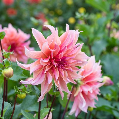 Dahlia 'Labyrinth' Dahlia Labyrinth, Natural Bridal Bouquet, June Colors, Small Shrubs, Hardy Perennials, Peach Fuzz, Ivory Flowers, Peach Flowers, Sweet Fragrances