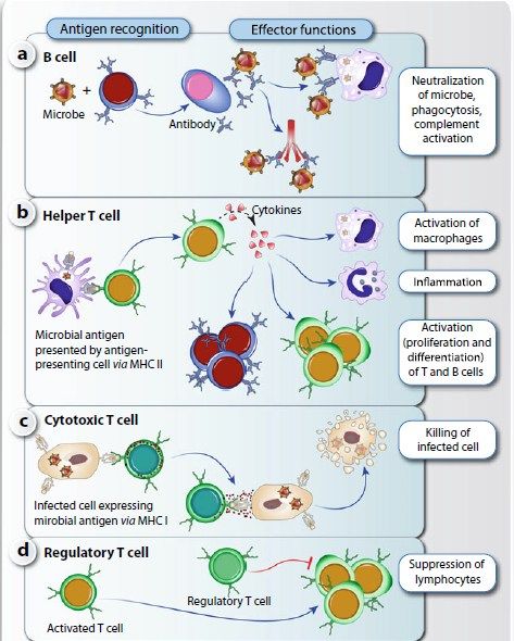 Effector functions of B and T cells👇 📎B cells exhibit their effector functions through the recognition of diverse antigens via their B cell receptors (BCRs). Upon encountering antigens, B cells undergo activation and differentiation into antibody-secreting plasma cells (a). These plasma cells play a pivotal role in humoral immunity by producing large quantities of antibodies that target and neutralize pathogens. 📎T helper (TH) cells execute their effector functions by detecting antigens dis... Adaptive Immune System, T Cells, Human Physiology, Study Hacks, B Cell, Dna Sequence, T Cell, Nanotechnology, Study Tips