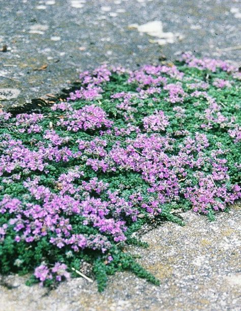 Elfin thyme Thyme Ground Cover, Elfin Thyme, Thyme Plant, Autumn Design, Garden Shrubs, Ground Cover Plants, Ornamental Grasses, Planting Bulbs, Autumn Garden