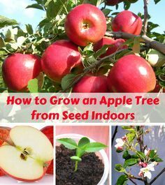 Growing Apples From Seed, Apple Tree Craft, Growing Apple Trees, Apple Tree From Seed, Apple Plant, Growing Fruit Trees, Apple Varieties, Growing Strawberries, Tree Craft