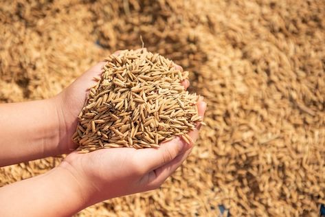 Paddy in harvest,the golden yellow paddy... | Free Photo #Freepik #freephoto #rice-seed #rice #rice-grain #rice-paddy Barley Grain, Young Farmers, Oat Fiber, Female Farmer, Health World, Organic Rice, Rice Grain, Food Industry, Brown Rice