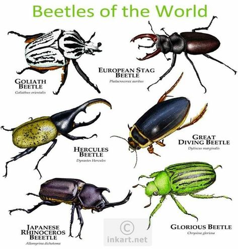 Goliath Beetle, Pig Breeds, Insect Species, Cool Insects, Beetle Insect, Cool Bugs, Stag Beetle, Museum Of Natural History, Creepy Crawlies