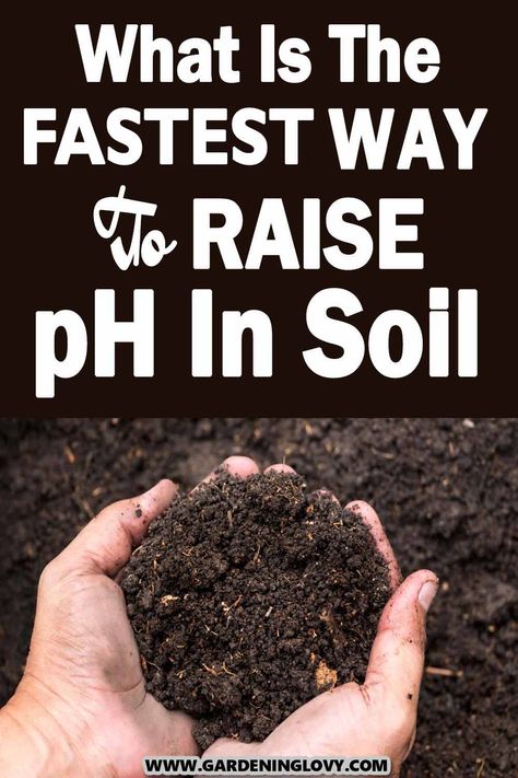 Testing Ph Level In Soil, How To Test Soil Ph, Planting Ginger Root, Allotment Planning, Ph Testing, Vegetables Ideas, Compost Garden, Homestead Inspiration, Germinate Seeds