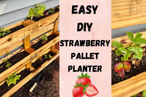 I turned a pallet into an easy DIY strawberry planter Strawberry Planter Pallet, Diy Strawberry Planter, Strawberry Planter, Cute Garden Ideas, Grow Strawberries, Strawberry Planters, Orange Julius, Cute Garden, Shipping Pallets