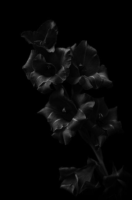 Black on black , high contrast , low key , floral test shot , edited in Silver Efex Pro 2.0 by capturedenigma, via Flickr