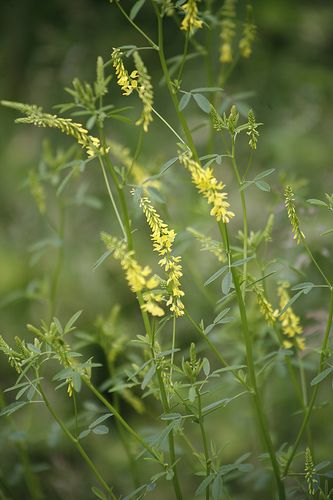 Common Sweet Clover Melilotus Officinalis      young leaves gathered before flowering can be eaten raw.     seeds and flowers can be used as flavouring.     grows in disturbed sites.     warning: do not ingest moldy plants due to the presence of dicoumarol, which reduces the ability of blood to coagulate. Herb Foraging, Sweet Clover, Food Foraging, Wild Foraging, Edible Wild Plants, Poisonous Plants, Invasive Plants, Wild Edibles, Grain Of Sand