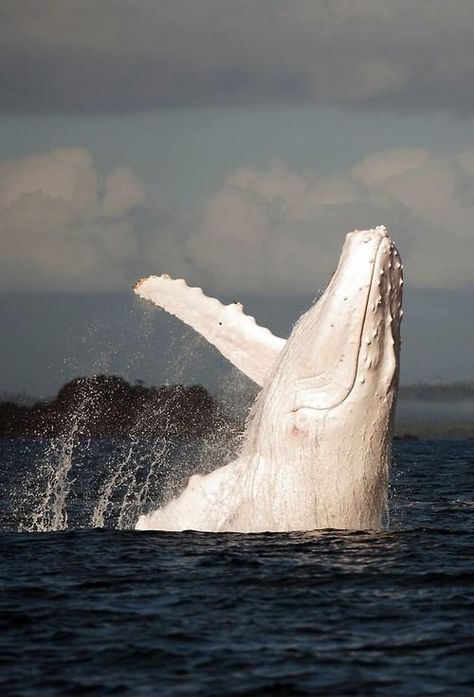 White whales, such as the recently spotted humpback nicknamed Migaloo, are rare and elusive creatures. He’s been seen more than 50 times, including a few times around the Great Barrier Reef. White Humpback Whale, Jurassic Craft, River Fish, Fauna Marina, Albino Animals, White Whale, The Great Barrier Reef, Water Life, Marine Mammals