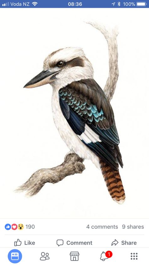 Kookaburra Tattoo, Imagination Tattoo, Kingfisher Watercolor, Watercolor Painting Inspiration, Laughing Kookaburra, Australian Tattoo, Art Imagination, Bird Applique, Painting Birds