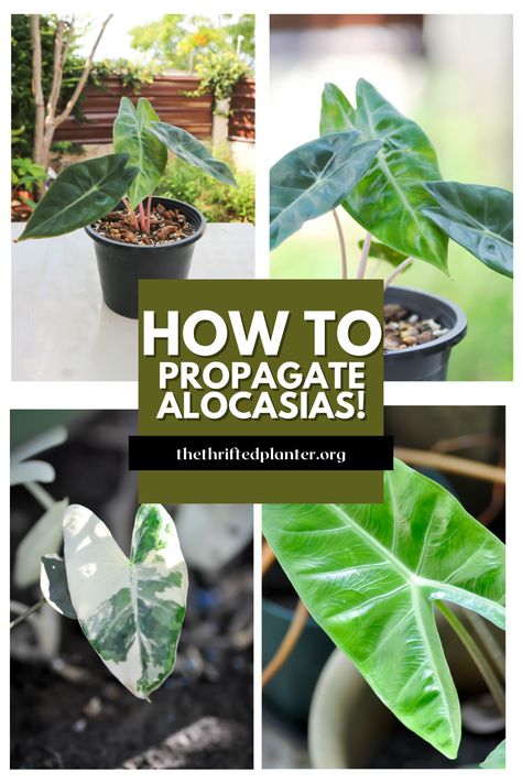 The best Alocasia Propagation tips! Make more plants for free! Propagating Alocasia, Propagation Tips, Alocasia Plant, Elephant Ear Plant, Elephant Ears, House Plant Care, Best Practices, Tropical Plants, Terrarium