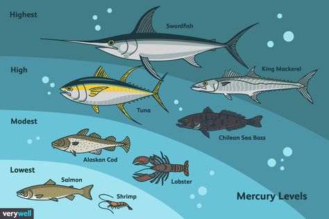 Concerned About Mercury? Here Are Fish to Enjoy and Avoid Tuna Meals, Sandwiches Cold, Hawaiian Pidgin, Low Mercury Fish, Dangerous Fish, Patty Food, Can Tuna, Avocado Mayo, Onion Flakes