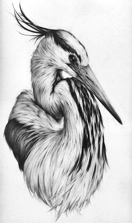 Vanessa Foley Graphite Bird Pencil Drawing, Graphite Art, Pencil Drawings Of Animals, Bird Sketch, Arte Sketchbook, Graphite Drawings, Pencil Art Drawings, Bird Drawings, A Pencil