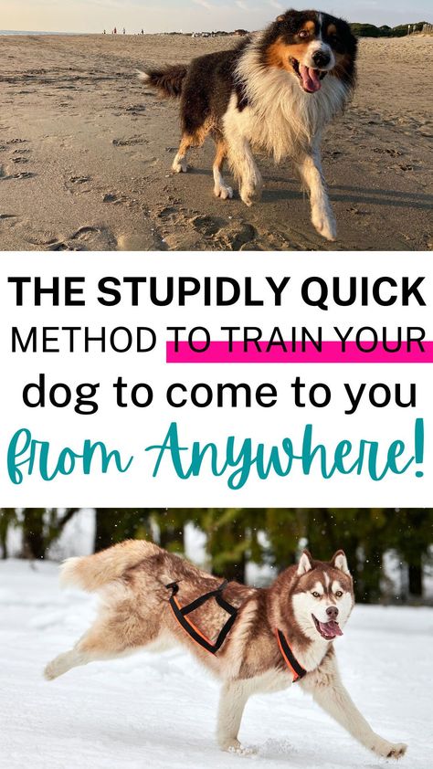 Dog Recall, Dog Behavior Training, Reactive Dog, Basic Dog Training, Dog Training Advice, Dog Brain, Puppy Training Tips, Best Dog Training, Train Your Dog