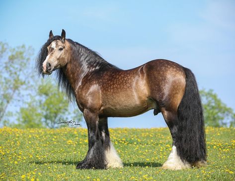 Rare Horse Colors, Buckskin Horse, Horse Coat Colors, N Love, Rare Horses, Horse Coats, Farm Sanctuary, Mustang Horse, Bay Horse