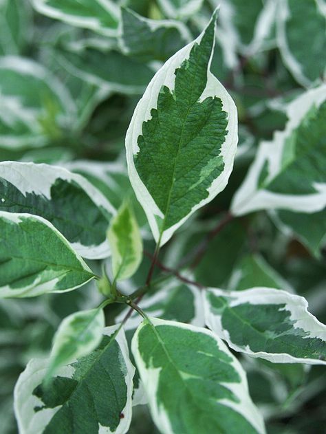 This Ivory Halo Dogwood is easy to fit in the garden or grow as a hedge. More shrubs for your garden: http://www.bhg.com/gardening/trees-shrubs-vines/shrubs/colorful-shrubs-for-your-garden/?socsrc=bhgpin071413ivoryhalodogwood=23 Halo Dogwood, Ivory Halo Dogwood, Dogwood Shrub, Cornus Alba, Colorful Shrubs, Red Twig Dogwood, Landscaping Shrubs, Twig Dogwood, Growing Trees