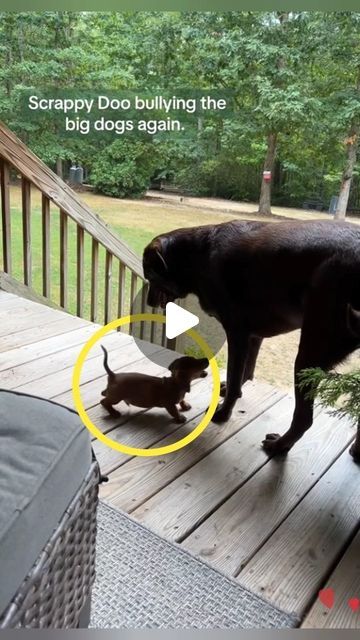 Dachshund | Sausage Dogs on Instagram: "Small Doggo vs Big Doggo 🤣🤣@naynayblevins

#dachshund #funny #bigdog #smalldog" Dachshund Videos, Dachshund Funny Video, Scrappy Doo, Dachshund Funny, Sausage Dogs, Funny Dachshund, Funny Dog Videos, Sausage Dog, Dachshund Dog