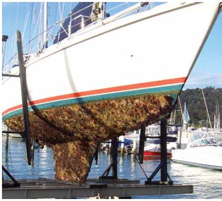 Biofouling: the fouling of pipes and underwater surfaces by organisms such as barnacles and algae. Popular Science, Year 3, Yachts, Cruises, Patio Umbrella, Boats, Science, Patio, Outdoor Decor