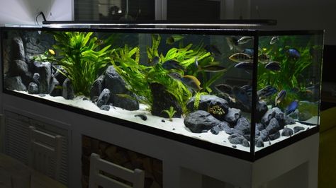 Aquarium Hauptansicht von Malawi Predator Bay Cichlid Aquarium, Malawi Cichlids, Wall Aquarium, Fish Tank Design, Aquascape Design, Fresh Water Fish Tank, Nature Aquarium, Aquascape Aquarium, Home Aquarium