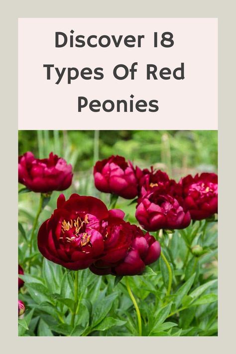 [object Object] Peony Color Range, Peony Varieties, Red Charm Peony, Itoh Peony, Peony Care, Peony Bush, Types Of Red, Itoh Peonies, Apple Mint